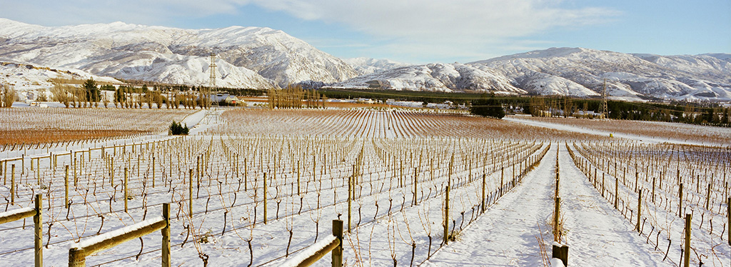 Bannockburn Vineyard in winter