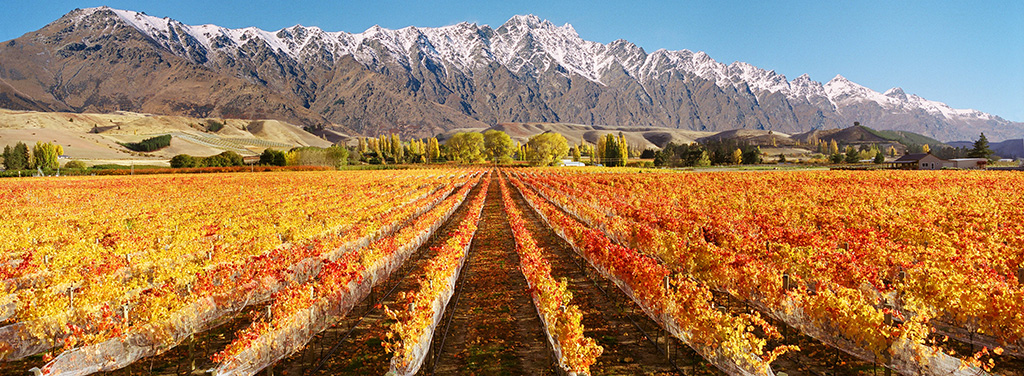 Vineyard Landscape with the Remarkables in the background