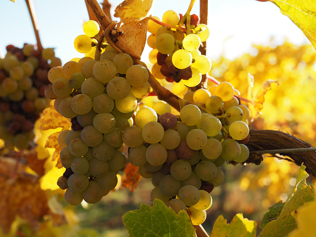 Riesling Grapes